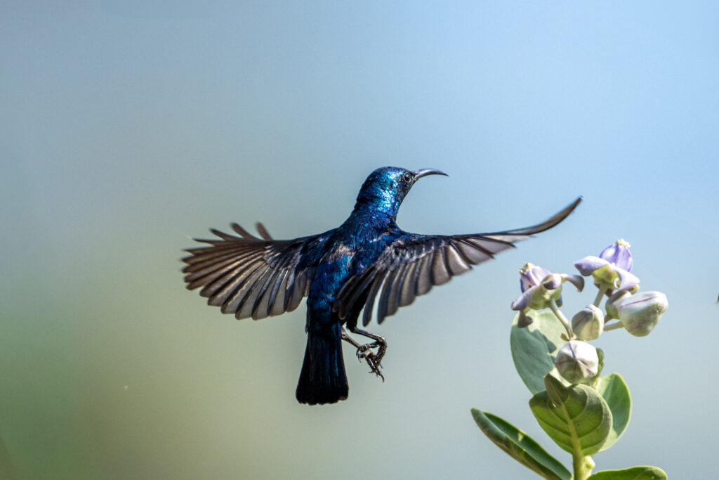 Purple Sunbird foraging in natural habitat - Beyond the Binoculars introduction